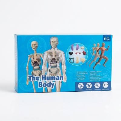 مجموعة تجميع نموذج تشريح جسم الإنسان من ساينس نيتشر